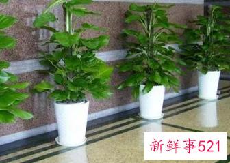 适合摆放在办公室的吉祥植物