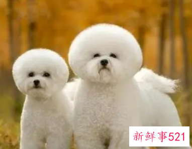 梦见被狗跟着是什么意思