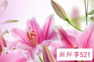 百合花的颜色有哪些寓意