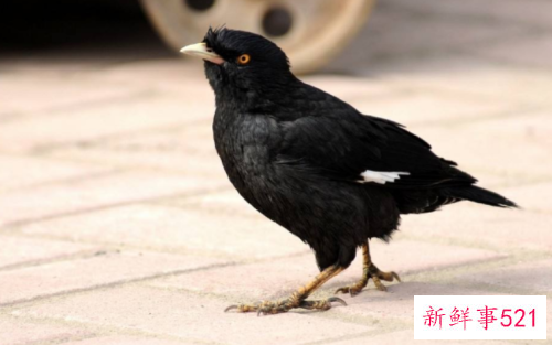 如何选择和饲养八哥