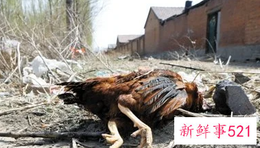 梦见打死一只鸡什么意思