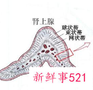 人体孕激素和肾上腺皮质产