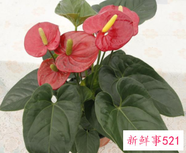 适合摆放在办公室的吉祥植物