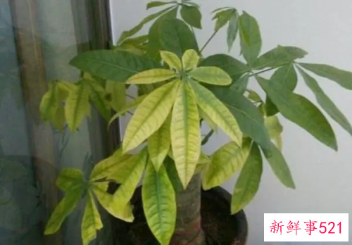 发财树叶子下垂能恢复么