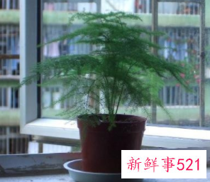 家里放文竹的好处