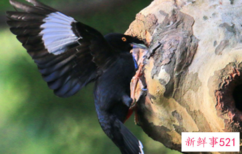 如何选择和饲养八哥