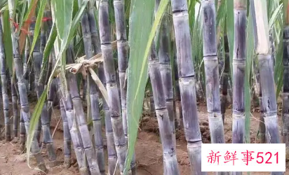 冬季养生吃什么水果好