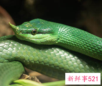 男蛇女猪的婚姻相配吗