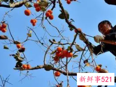 梦见上树摘柿子好不好