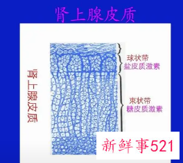 人体孕激素和肾上腺皮质产