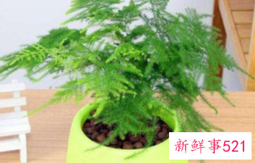 适合摆放在办公室的吉祥植物