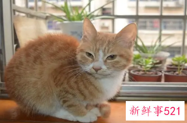 未婚女人梦见猫是什么预兆