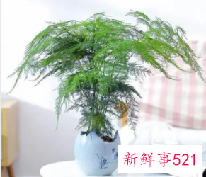 家里放文竹的好处