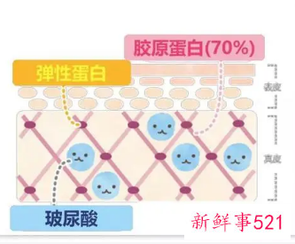 胶原和弹性蛋白