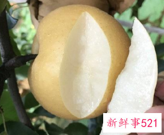 邹平黄河蜜梨