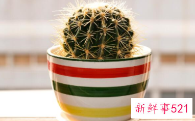 适合摆放在办公室的吉祥植物