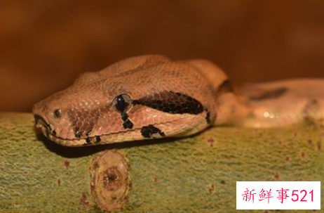 梦见蟒蛇是什么兆头