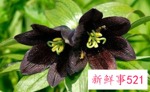 百合花的颜色有哪些寓意