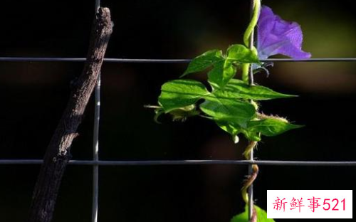 摄影构图方法有哪些