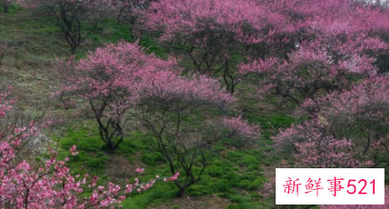 梅花的叶子是什么颜色什么形状