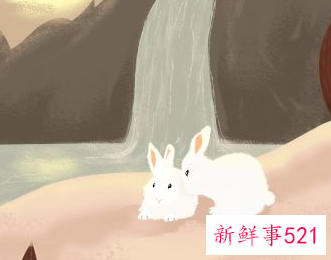 属兔的是什么性格