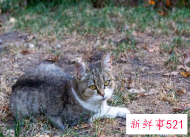梦见被猫抓有什么征兆