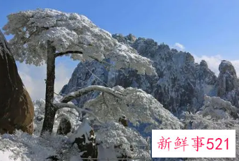 大雪压青松青松挺且直全诗