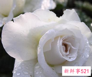 玫瑰花束的名称