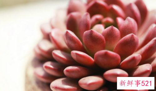 受冻的植物应该怎么拯救