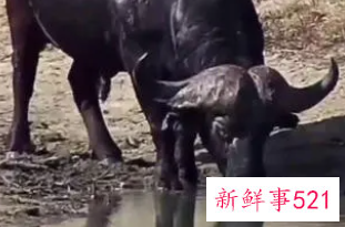 梦见牛喝水是什么意思