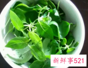 河南荆芥菜的功效