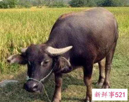 梦里牛代表什么预兆