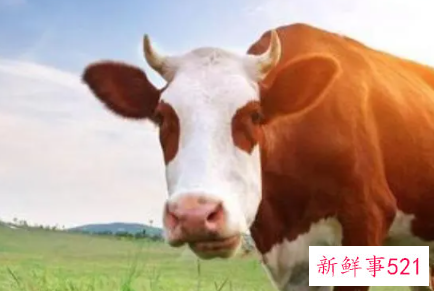 梦里牛代表什么预兆