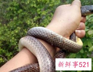 女人梦见蛇上身好不好