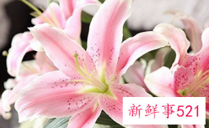 百合花的颜色有哪些寓意