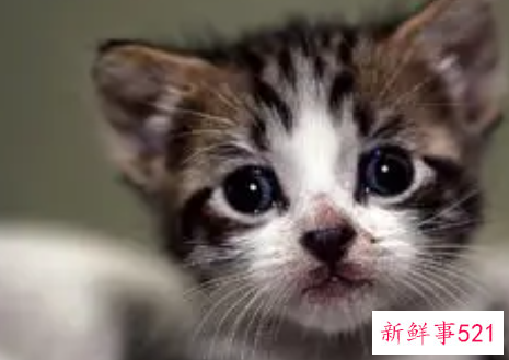 梦见被猫抓有什么征兆