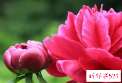 做梦梦见五颜六色的鲜花