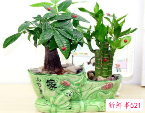 救活发财树的简单方法