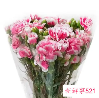 15朵康乃馨不同寓意