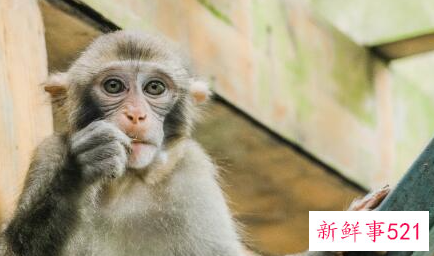 猴与十二生肖的配对