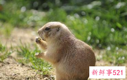 梦见老鼠咬我是什么意思