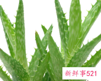 生食芦荟的功效作用