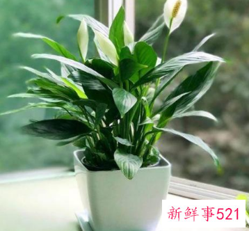 什么植物在家养比较吉利