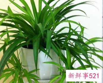 客厅放什么花最旺财