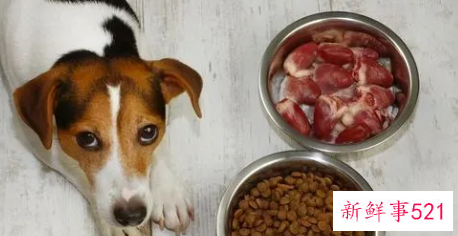 喂狗狗吃内脏