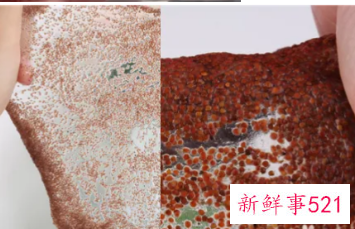 假海藻和真海藻的区别