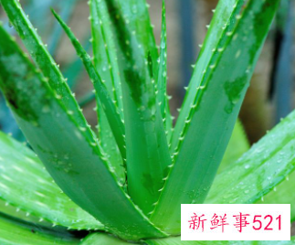 生食芦荟的功效作用