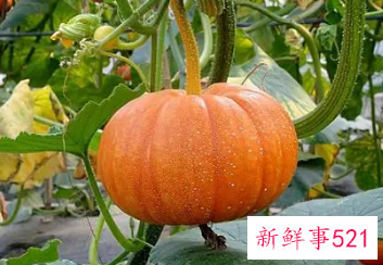 南瓜长得什么样