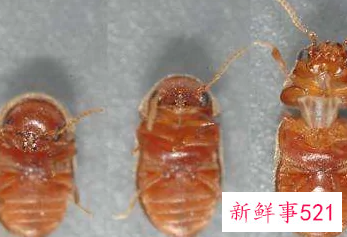 咖啡色椭圆形小虫子