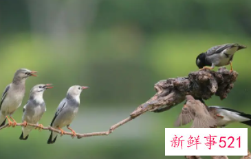 麻雀飞来阳台的寓意